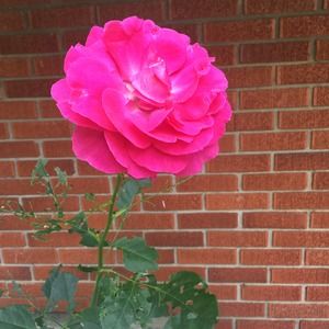 Meet your Posher, Mohammad